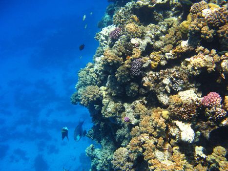 Coral reef in Red sea, Marsa Alam