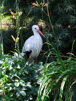 Stork