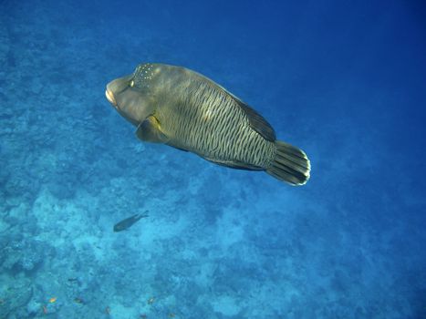 Napoleon wrasse and coral reef in Red sea