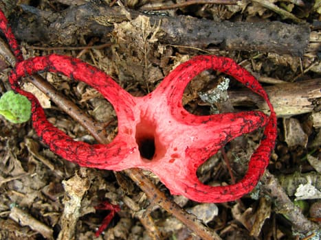 Octopus Stinkhorn in the autumn forest