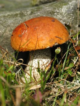 Red-capped scaber stalk in the autumn forest
