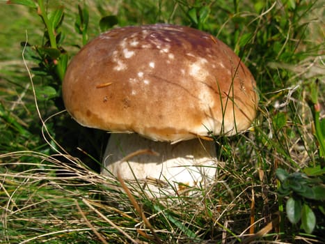 Boletus on the lawn in the autumn forest