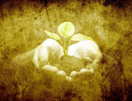 Hands holding sapling in soil