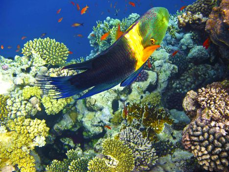 Boomtail wrasse and coral reef in Red sea