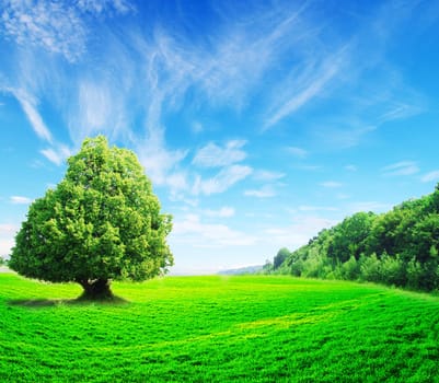 field on a background of the blue sky