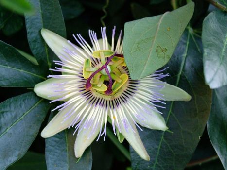 Passion Flower