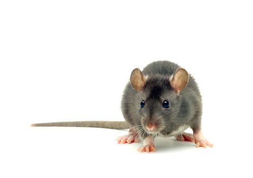 funny rat  isolated on white background