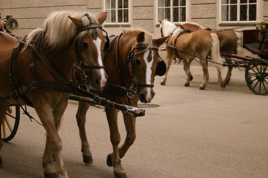 horse-drawn carriage