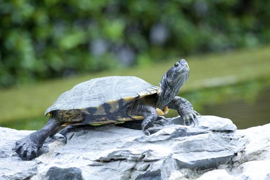 Tortoise on stone taking rest