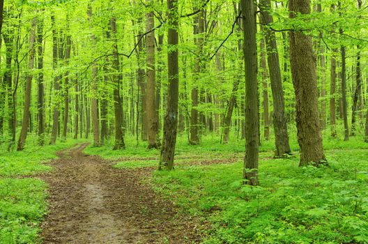 a path is in the green forest