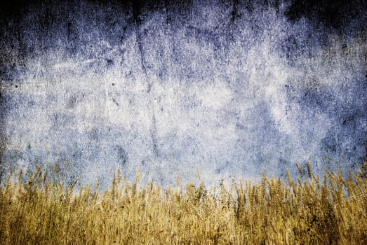 Wheat ears against the blue  sky