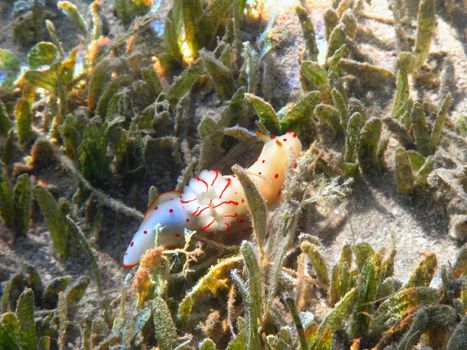 Ceylon gymnodorid (gymnodoris ceylonica) in Red sea