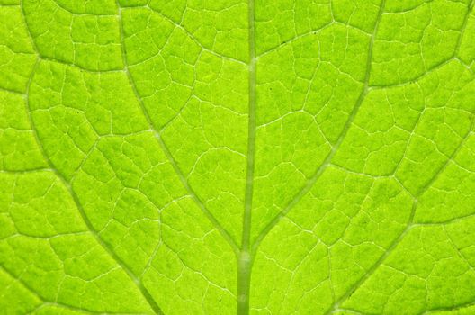 structure of leaf natural background