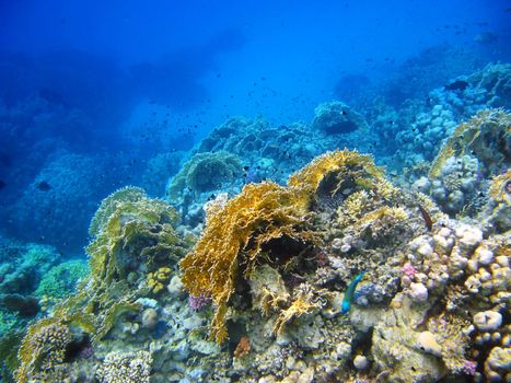 Coral reef in Red sea, Abu Dabab, Egypt