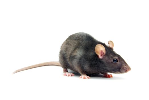 funny rat  isolated on white background