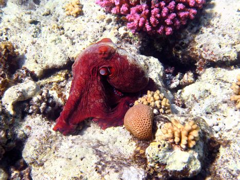 Octopus and coral reef in Red sea, Egypt