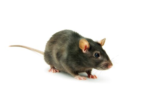 funny rat  isolated on white background