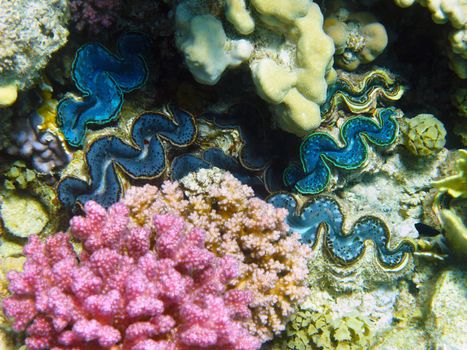 Rugose giant clams in Red sea, Marsa Alam