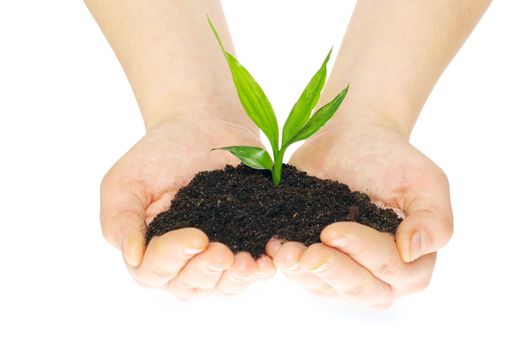 plant in hands isolated on white background