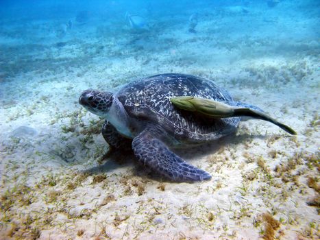 Sea turtle and suckerfish in Red sea