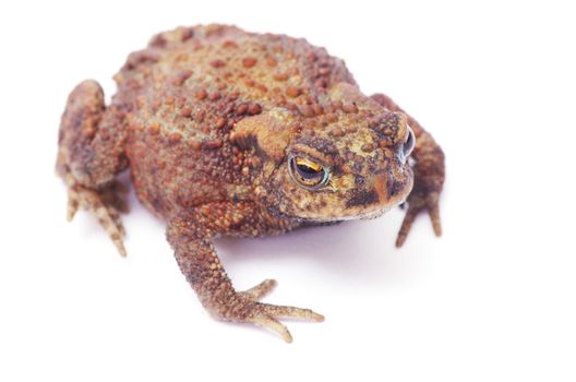 frog on a white background