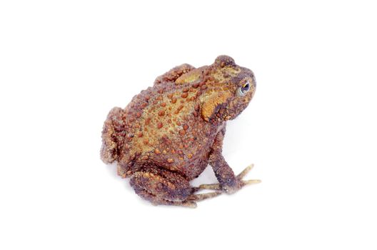 frog on a white background