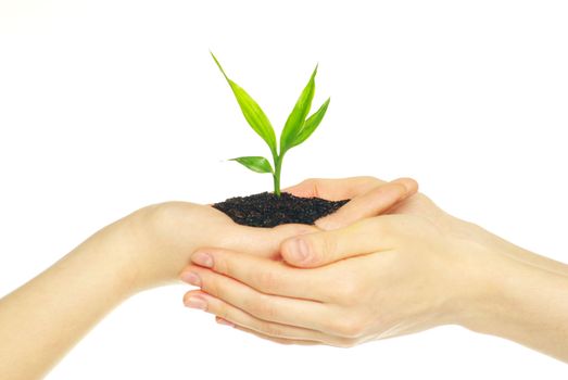 plant in hands isolated on white background