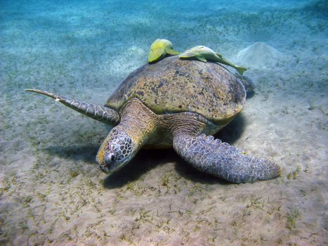 Sea turtle and suckerfishes in Red sea, Egypt