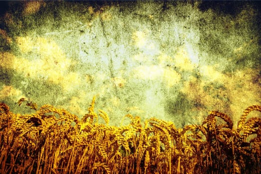 Wheat ears against the blue  sky
