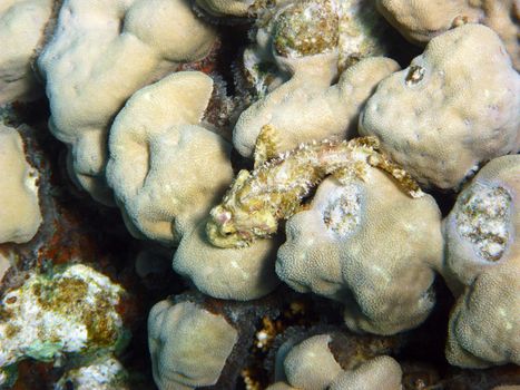 Tassled scorpionfish and coral reef in Red sea