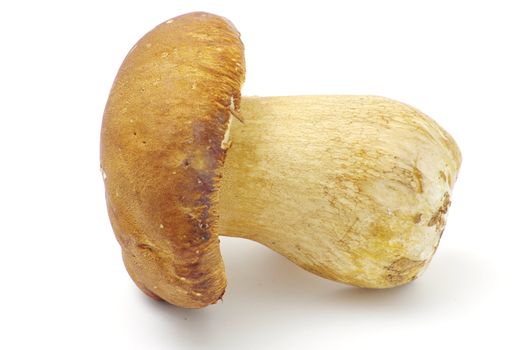 boletus edulis mushrooms on over white background