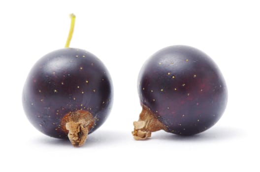  black currant fruits isolated on white background