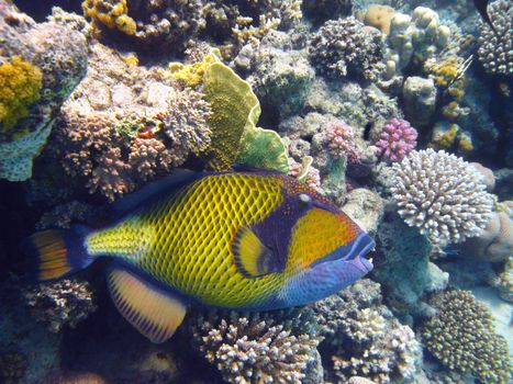 Titan triggerfish and coral reef in Red sea