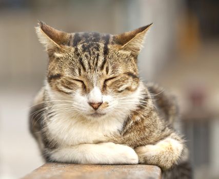 Sleeping cat, close-up shot.