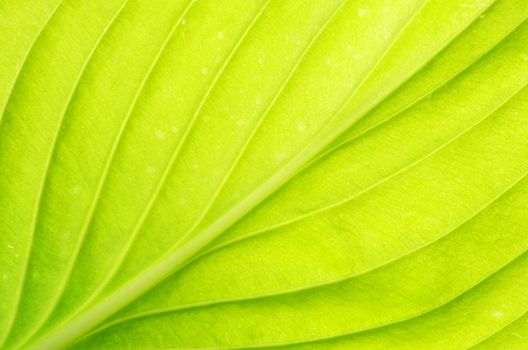 structure of leaf natural background