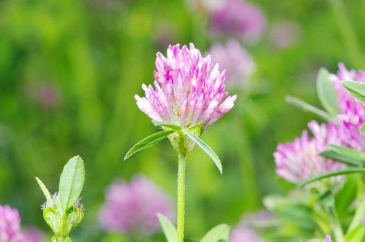 red flower clovers on green background