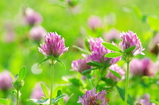 red flower clovers on green background