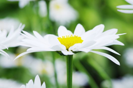 chamomile in a green grass