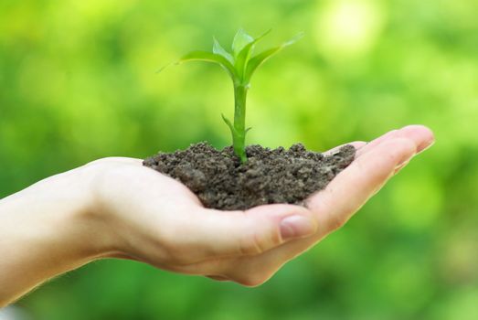 plant in the hand on green background