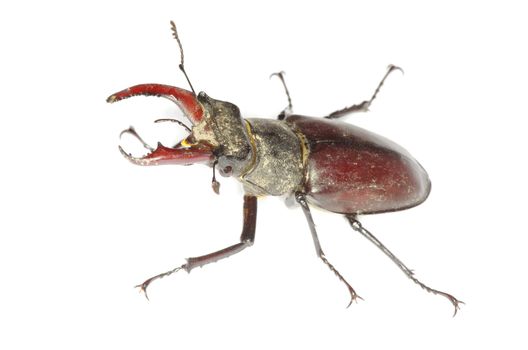 Stag beetle on the white background