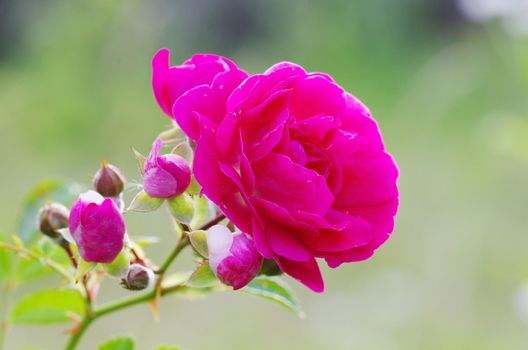 roses on a bush in a garden