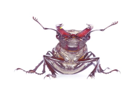 Stag beetle on the white background