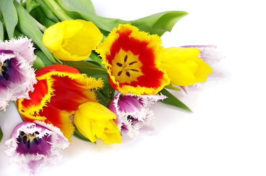 bouquet of the tulips on white background