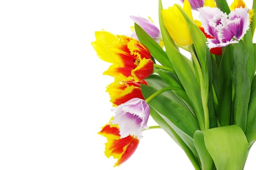 bouquet of the tulips on white background