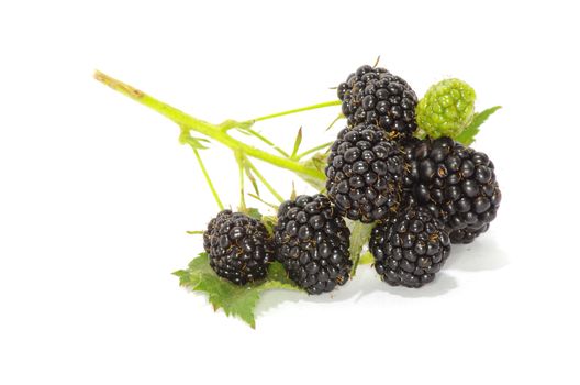 blackberry isolated on white background