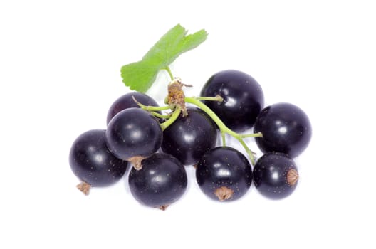 branch of black currant fruits isolated on white background