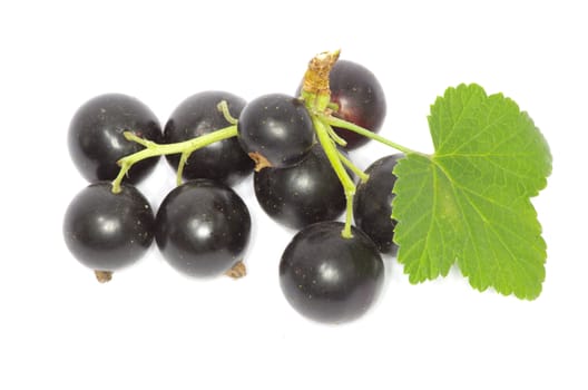 branch of black currant fruits isolated on white background