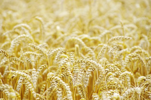 golden wheat field in summer