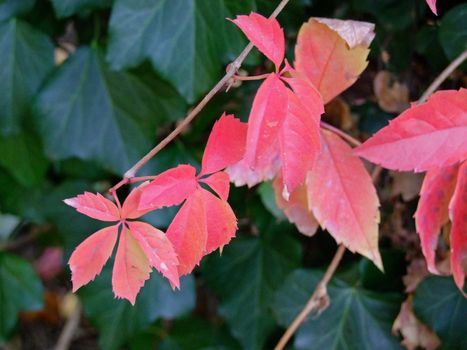 Autumn leaves