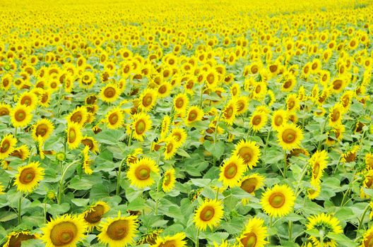 Closeup of a bright yellow sunflowers